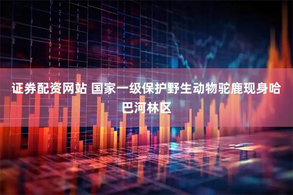 证券配资网站 国家一级保护野生动物驼鹿现身哈巴河林区