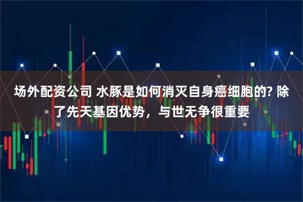 场外配资公司 水豚是如何消灭自身癌细胞的? 除了先天基因优势，与世无争很重要