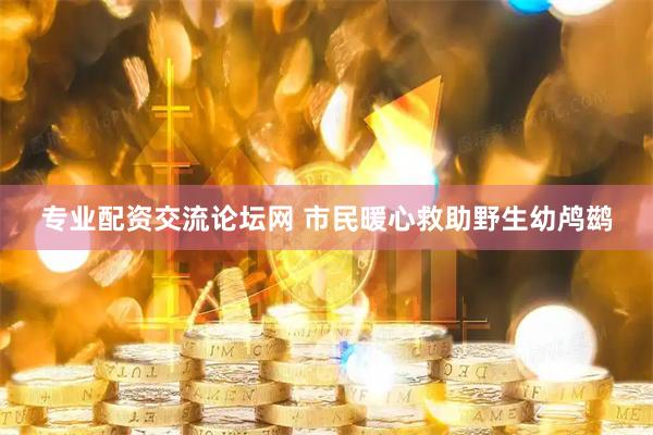 专业配资交流论坛网 市民暖心救助野生幼鸬鹚